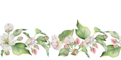 Hand gezeichnet Aquarell Apfel Blumen und Blätter, Weiss, Rosa und grün. nahtlos horizontal Banner. isoliert auf Weiß Hintergrund. Design zum Mauer Kunst, Hochzeit, drucken, Stoff, Abdeckung, Karte. vektor