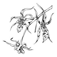 Hand gezeichnet Vektor Tinte Orchidee Blumen und Geäst, einfarbig, detailliert Umriss. Kreis Kranz Komposition. isoliert auf Weiß Hintergrund. Design zum Mauer Kunst, Hochzeit, drucken, Tätowierung, Abdeckung, Karte.