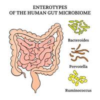 Enterotypen von das Mensch Darm Mikrobiom Medizin Illustration vektor
