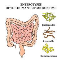 enterotyper av de mänsklig mage microbiome medicin illustration vektor