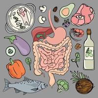 mag-tarmkanalen hälsa mänsklig näring vektor illustration