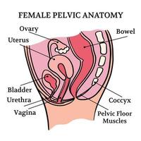 kvinna bäcken- friska anatomi utbildning schema vektor uppsättning