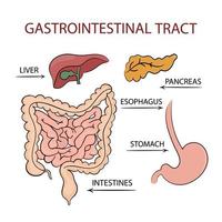 medicin mag-tarmkanalen tarmkanalen utbildning diagram vektor uppsättning