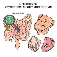 Mikrobiom Enterotypen Bakteroiden Medizin Vektor Illustration