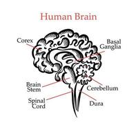 mänsklig hjärna översikt svartvit medicinsk utbildning vektor