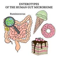 microbiome enterotyper ruminococcus medicin klämma konst vektor