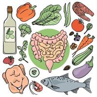 Magen-Darm Trakt Gesundheit Mensch Ernährung Vektor einstellen