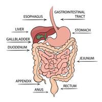 mag-tarmkanalen tarmkanalen strukturera medicin utbildning diagram vektor