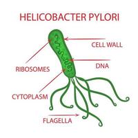 helicobacter bakterie medicin utbildning diagram vektor uppsättning