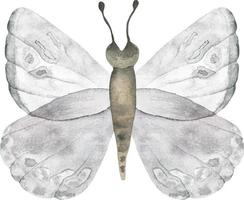 vit anbud vattenfärg fjärilar. vit ljus fjäril illustration vektor