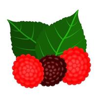 vild jordgubb är en jordgubb mängd den där har en ljuv smak och de Färg av detta frukt är röd och svart vektor