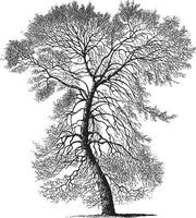 svart poppel träd vintage illustrationer vektor