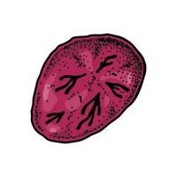 retikulocyt blod cell isolerat på vit bakgrund. hand dragen vetenskaplig mikrobiologi vektor illustration i skiss stil