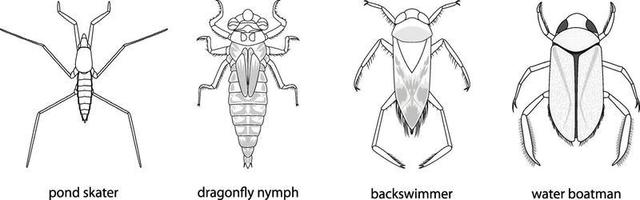 Satz von verschiedenen Arten von Käfern und Käfern mit Namen vektor