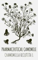 Vektor Zeichnungen von pharmazeutische Kamille. Hand gezeichnet Illustration. Latein Name matricaria recutita l.