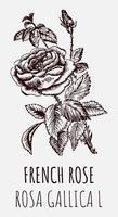 Vektor Zeichnungen von ein wild Rose, Französisch Rose. Hand gezeichnet Illustration. Latein Name rosa Gallica l.