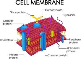 menschliche Zellmembranstruktur vektor