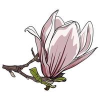 gren av magnolia blommor på vit bakgrund, vektor illustration