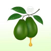 frisch Avocado zum gut Gesundheit Vektor Illustration