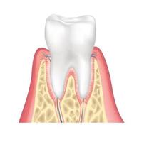 Zahn Anatomie. gesund Zähne Struktur. Dental medizinisch Vektor Illustration.