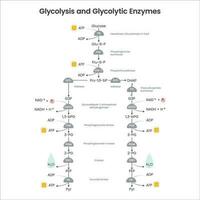 glykolys biokemi vetenskap vektor illustration diagram