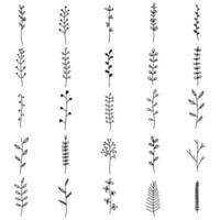 Sammlung mit Zweigen, Blüten und Kräutern mit Blättern vektor