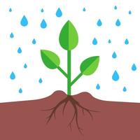 Eine Pflanze mit einem Wurzelsystem gießt Regen. flache Vektorillustration. vektor