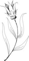 schön einfarbig schwarz und Weiß Strauß Lilie isoliert auf Hintergrund. handgemalt. Design Gruß Karte und Einladung von Urlaub vektor