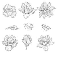 Blumen- Linie Kunst. Magnolie Gliederung Blumen zum Blumen- Färbung Seiten, minimalistisch modern Hochzeit Einladungen vektor