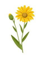 arnica blomma vektor illustration, isolerat på vit bakgrund.