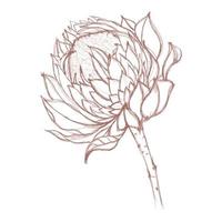 Aquarell Blume mit handgemalt tropisch Protea Blume im Pastell- Farben. romantisch Illustration, perfekt zum dekorieren Postkarten oder Scrapbooking vektor