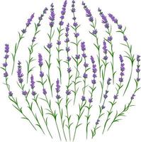 Lavendel Blume Geäst im Kreis Form. Postkarte Layout Attrappe, Lehrmodell, Simulation vektor