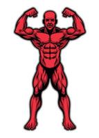 kroppsbyggare idrottare som visar hans muskel kropp vektor