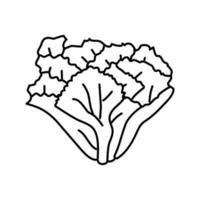 Escarole Salat Essen Linie Symbol Vektor Illustration