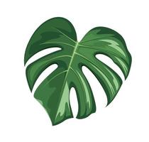 Monstera Blatt, realistisch Design isoliert auf Weiß Hintergrund, Vektor eps 10 Illustration