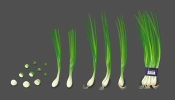 Frühling Zwiebeln frisch und Frühling Zwiebeln geschreddert Sammlungen, Design auf schwarz Hintergrund, eps 10 Vektor Illustration