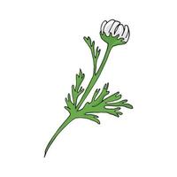 wachsen Kamille Blume, Vektor Illustration auf Weiß Hintergrund, isoliert