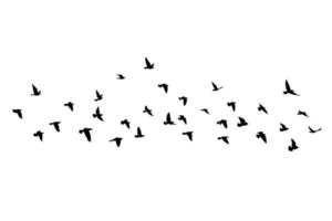 fliegende Vögel Silhouetten auf lokalisiertem Hintergrund. Vektorillustration. isoliertes Vogelfliegen. Tattoo und Tapete Hintergrund Design. Himmel und Wolke mit Fliegenvogel. Farbpalette.
