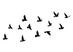 fliegende Vögel Silhouetten auf weißem Hintergrund. Vektorillustration. isoliertes Vogelfliegen. Tattoo Design.