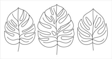 Monstera Blätter linear Symbol einstellen Sammlung. Monstera tropisch Pflanze im linear Symbol. Monstera Deliciosa Blätter Symbol Pack . Vektor Illustration