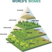 världens biomer pyramid diagram vektor