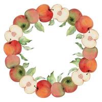 hand dragen vattenfärg äpple mogen frukter, full, skivor och löv, röd och grön. cirkel runda krans isolerat på vit bakgrund. design för vägg konst, bröllop, skriva ut, tyg, omslag, kort, inbjudan. vektor