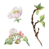 hand dragen vattenfärg sammansättning med äpple blomma på grenar, grön löv, vit och rosa blommor. isolerat objekt på vit bakgrund. design för vägg konst, bröllop, skriva ut, tyg, omslag, kort vektor