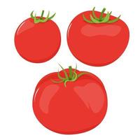 einstellen von drei anders rot Tomaten vektor