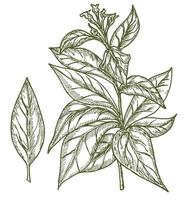 tobak växt. tobak Nicotiana tabacum, årgång graverat illustration. botanisk med löv och blommor. för affär märka, emblem, tecken, förpackning vektor