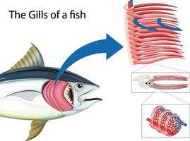 Diagramm, das die Grills eines Fisches zeigt vektor