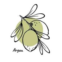 modern Argan Design Nüsse auf Ast mit Blätter und Grün abstrakt Farbe Stelle. Vektor Illustration zum Argan Öl, kosmetisch und Schönheit Produkt Paket Design.