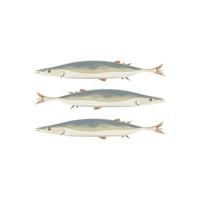 pacific saury kongchi sanma saira fisk vektor illustration logotyp