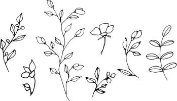 uppsättning av grafisk vektor växt grenar med löv och blommor. vektor element för bröllop design, logotyp design, förpackning och Övrig idéer