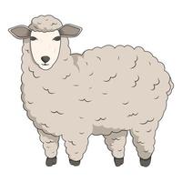süß wolle Schaf. Vektor isoliert Illustration von inländisch Bauernhof Tier.
